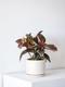 Ruby Rubber Plant
