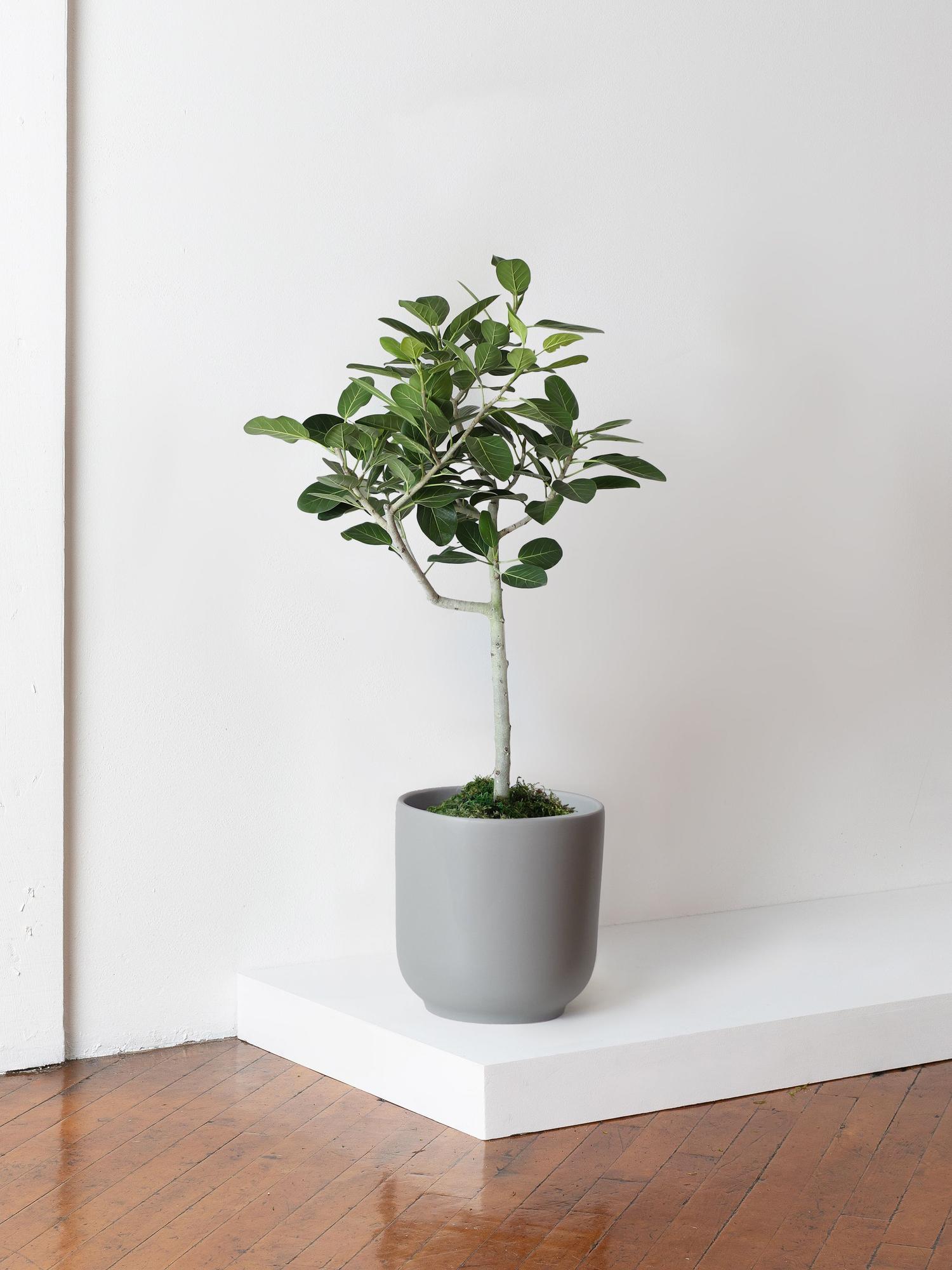 Ficus Audrey Tree