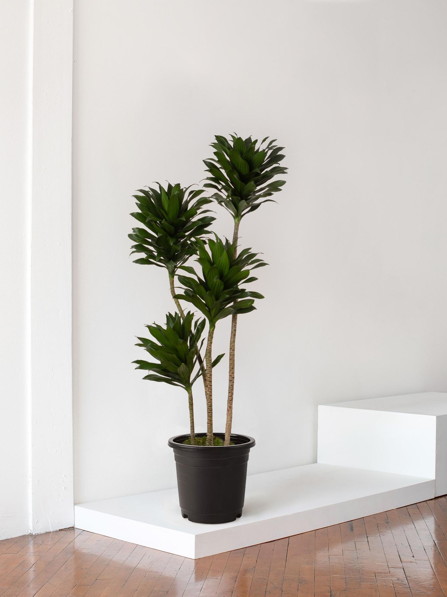 Dracaena Compacta - Plant Only 