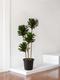 Dracaena Compacta