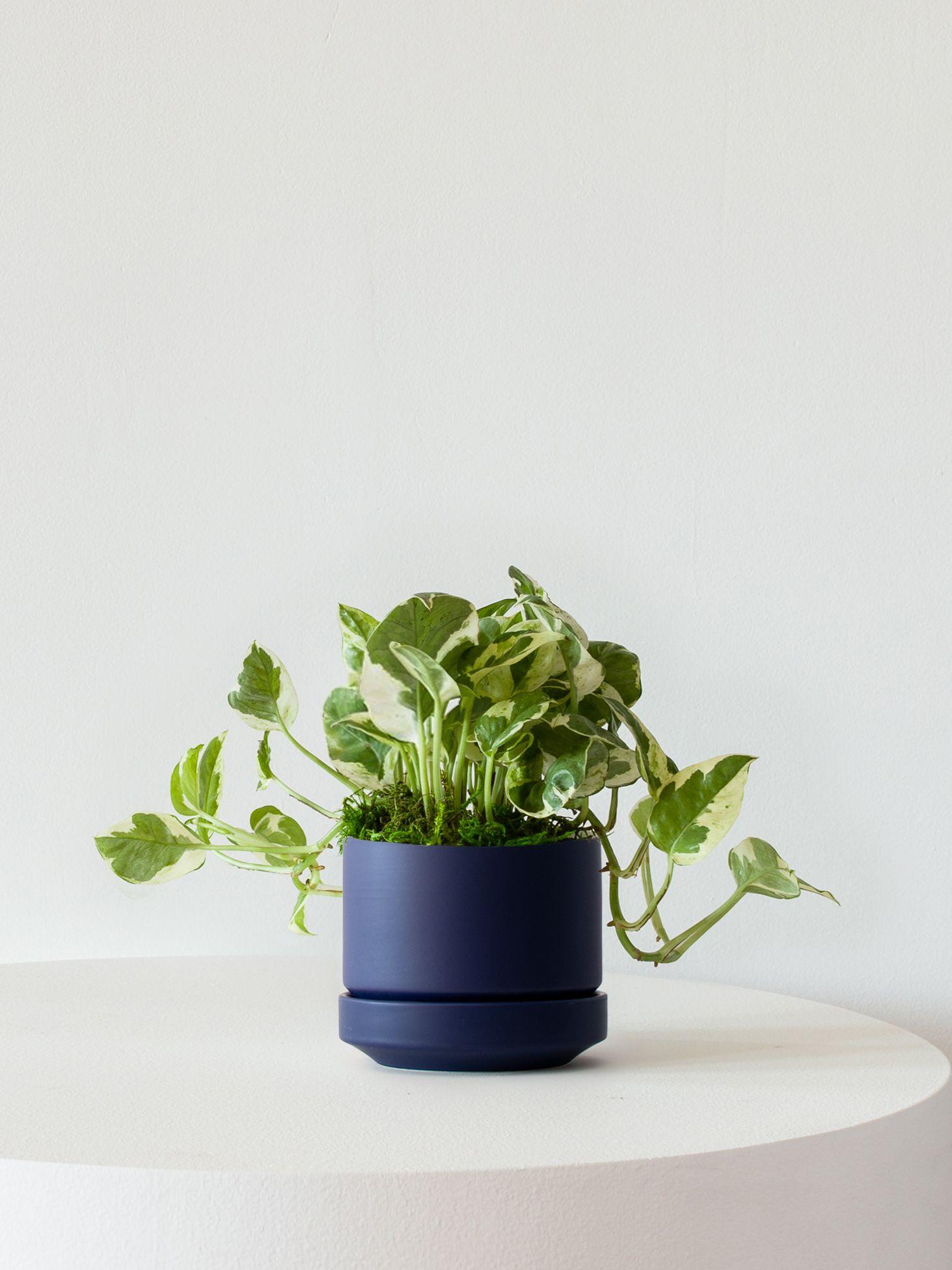 N'joy Pothos - Midnight Scandinavian Ceramic 
