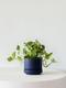 N'joy Pothos