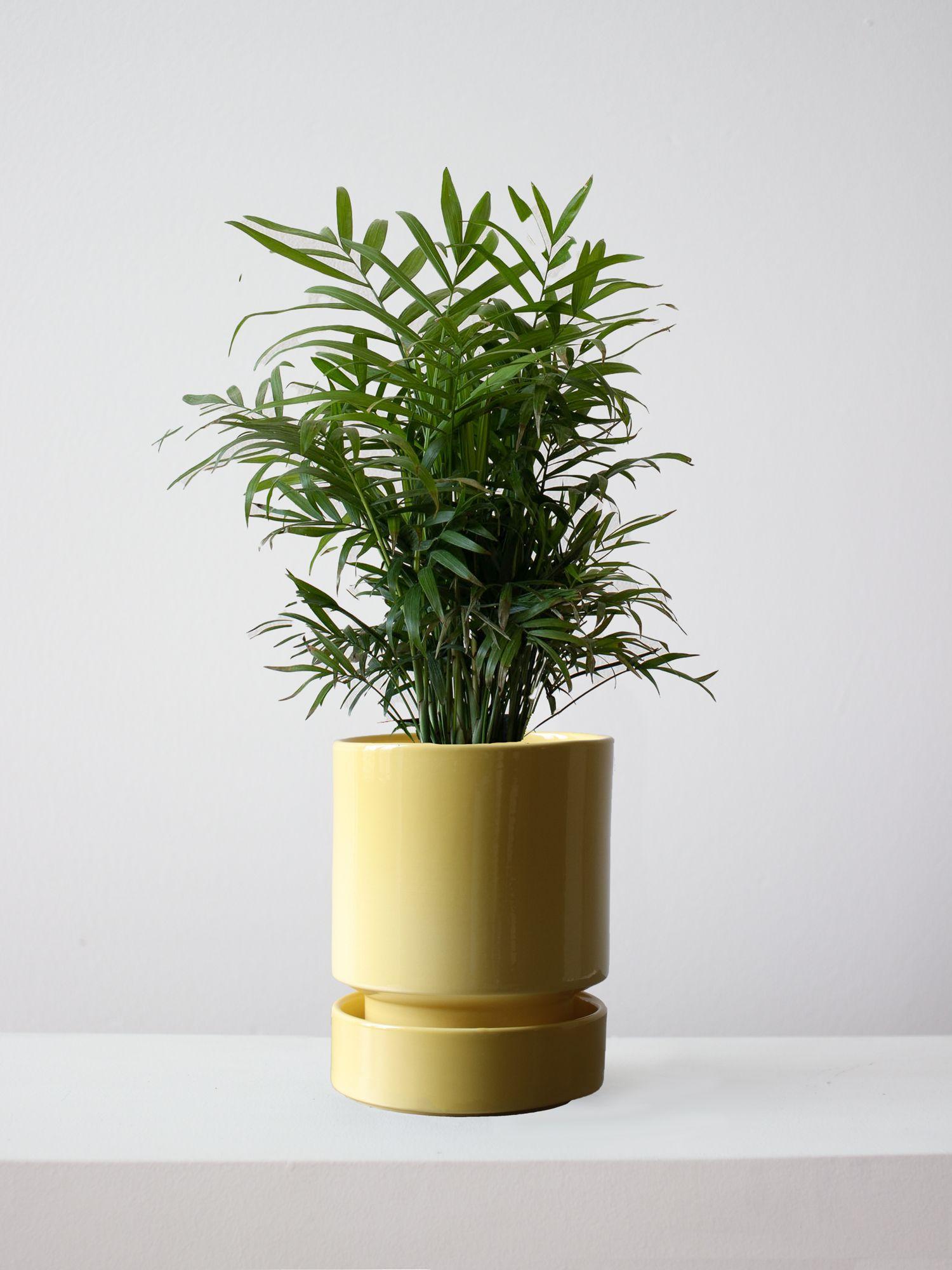 Parlor Palm
