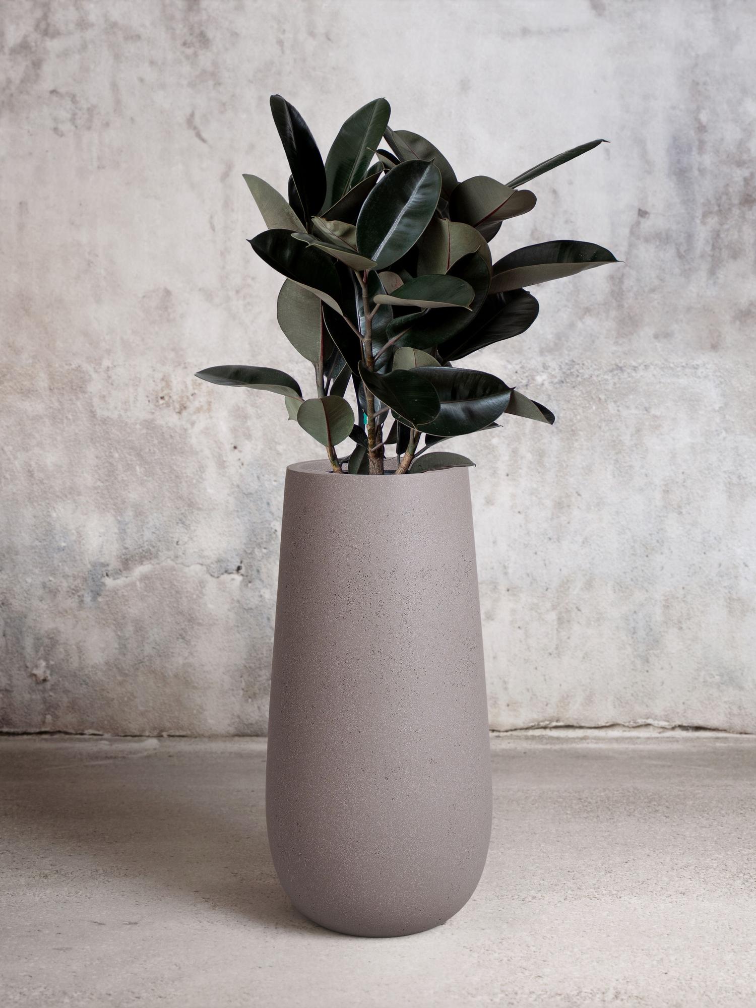Rubber Tree