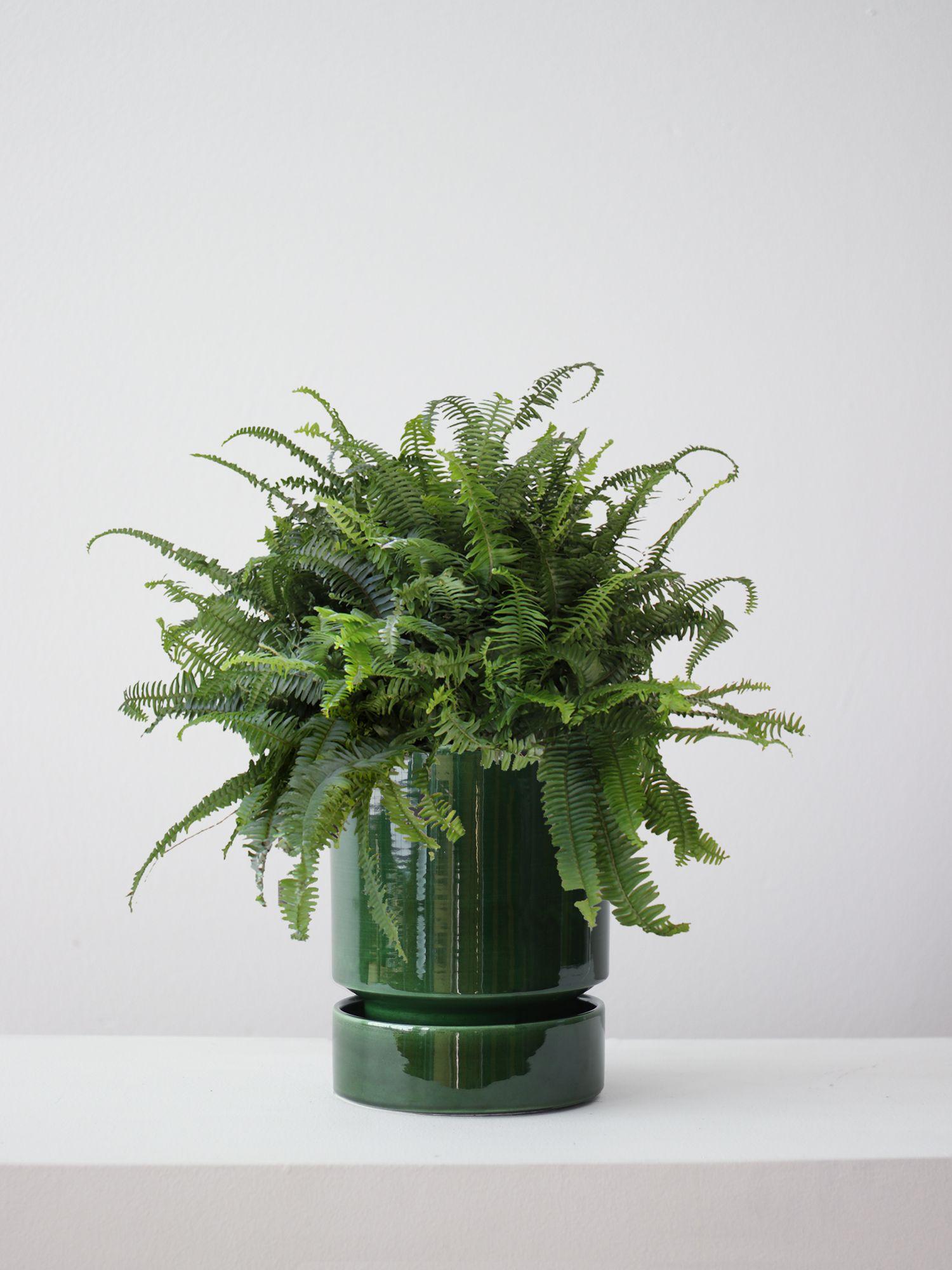 Boston Fern
