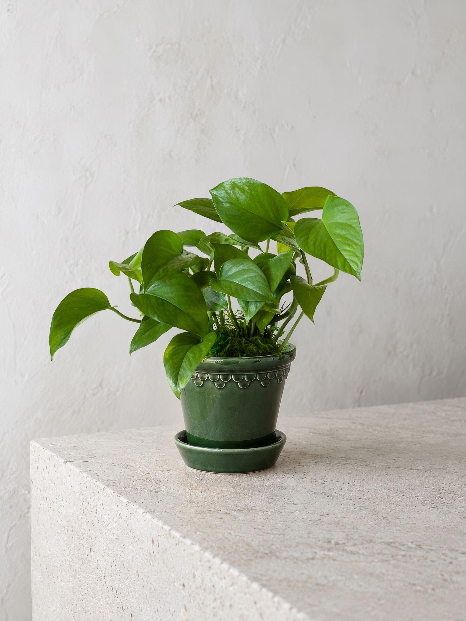Jade Pothos