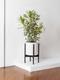 Dracaena Song of India