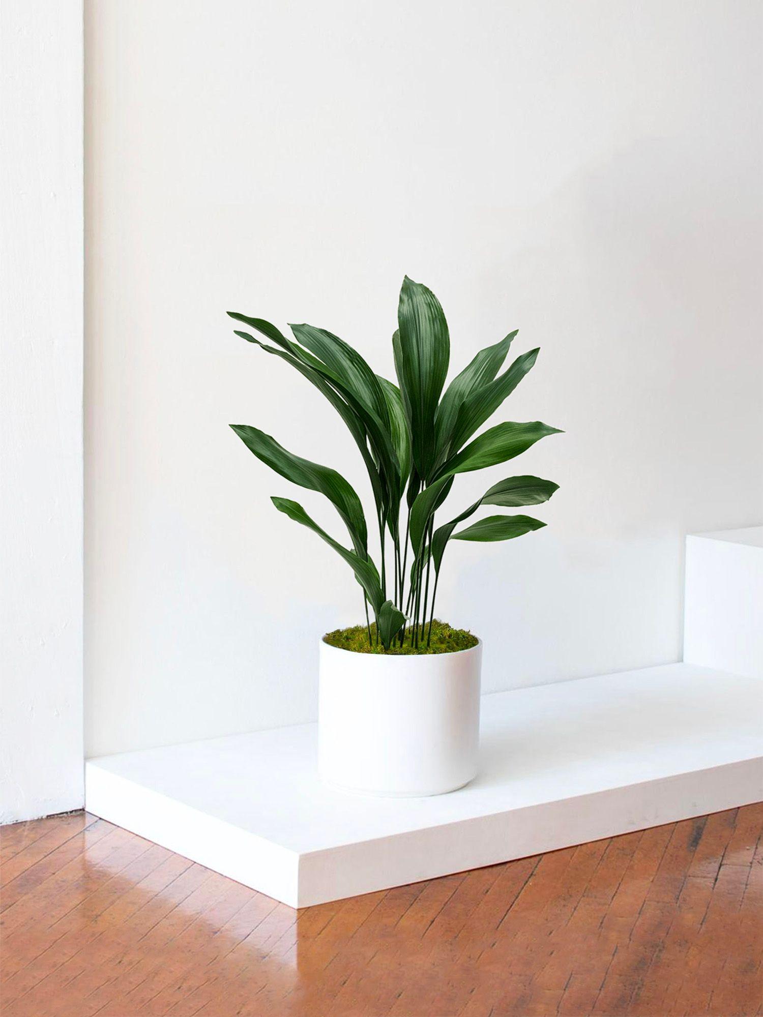 Aspidistra Elatior