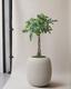 Braided Money Tree