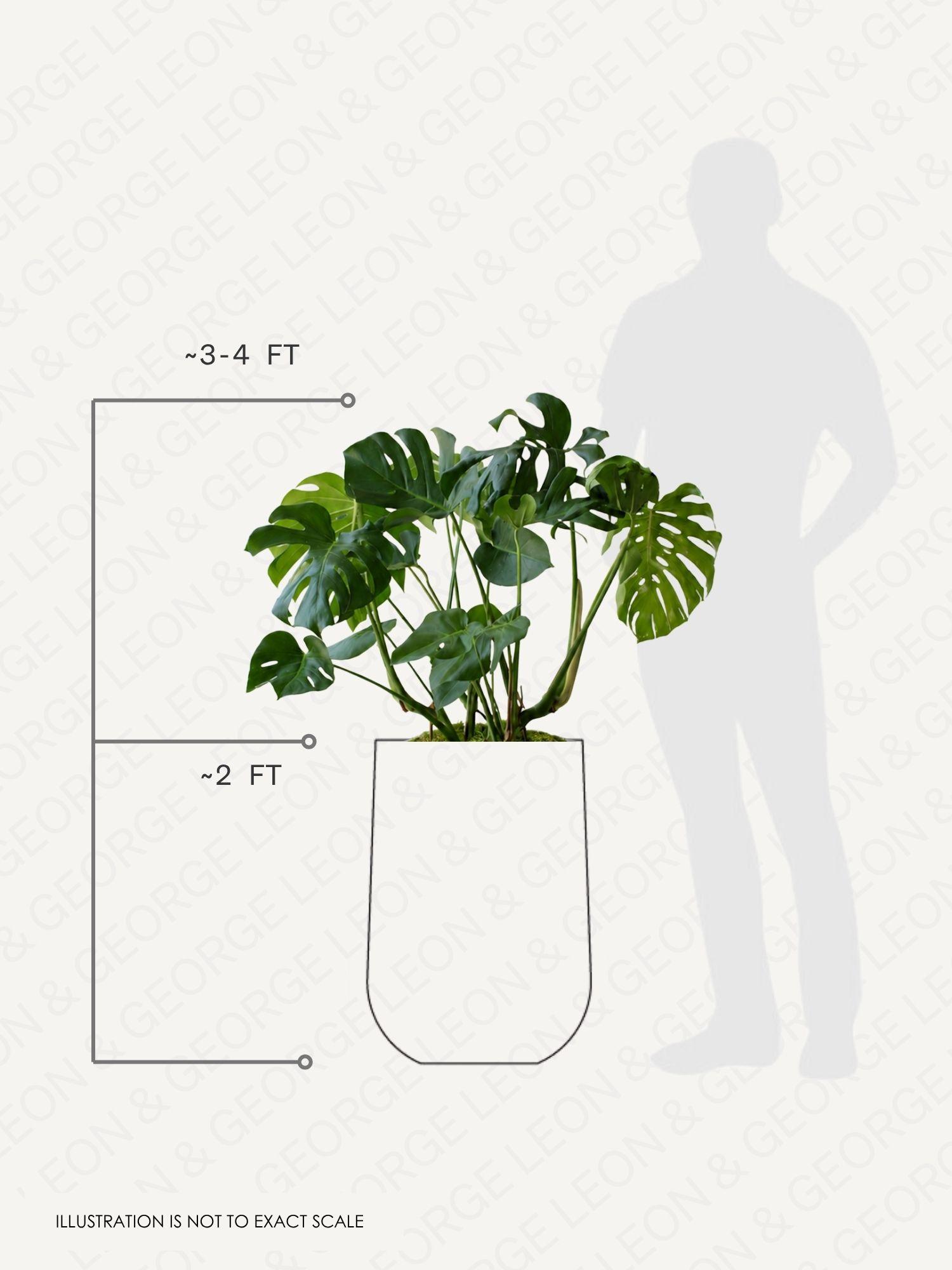 Monstera Deliciosa