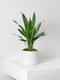 Aspidistra Elatior Milky Way