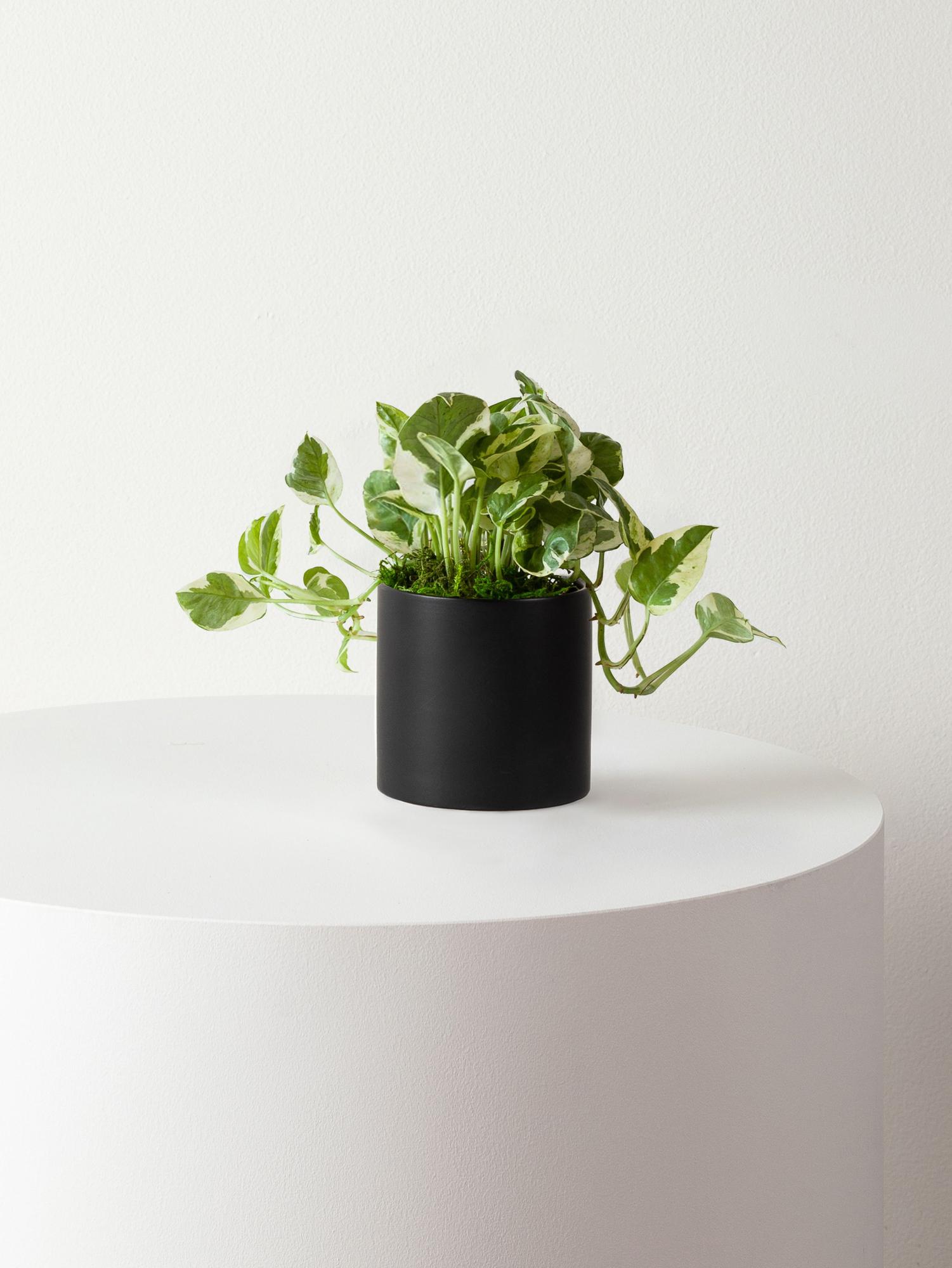 N'joy Pothos - Black Mid-Century Ceramic 