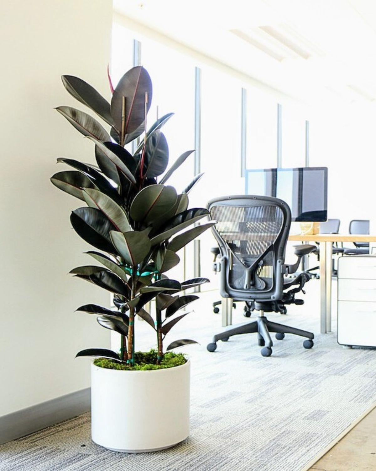 Rubber Tree
