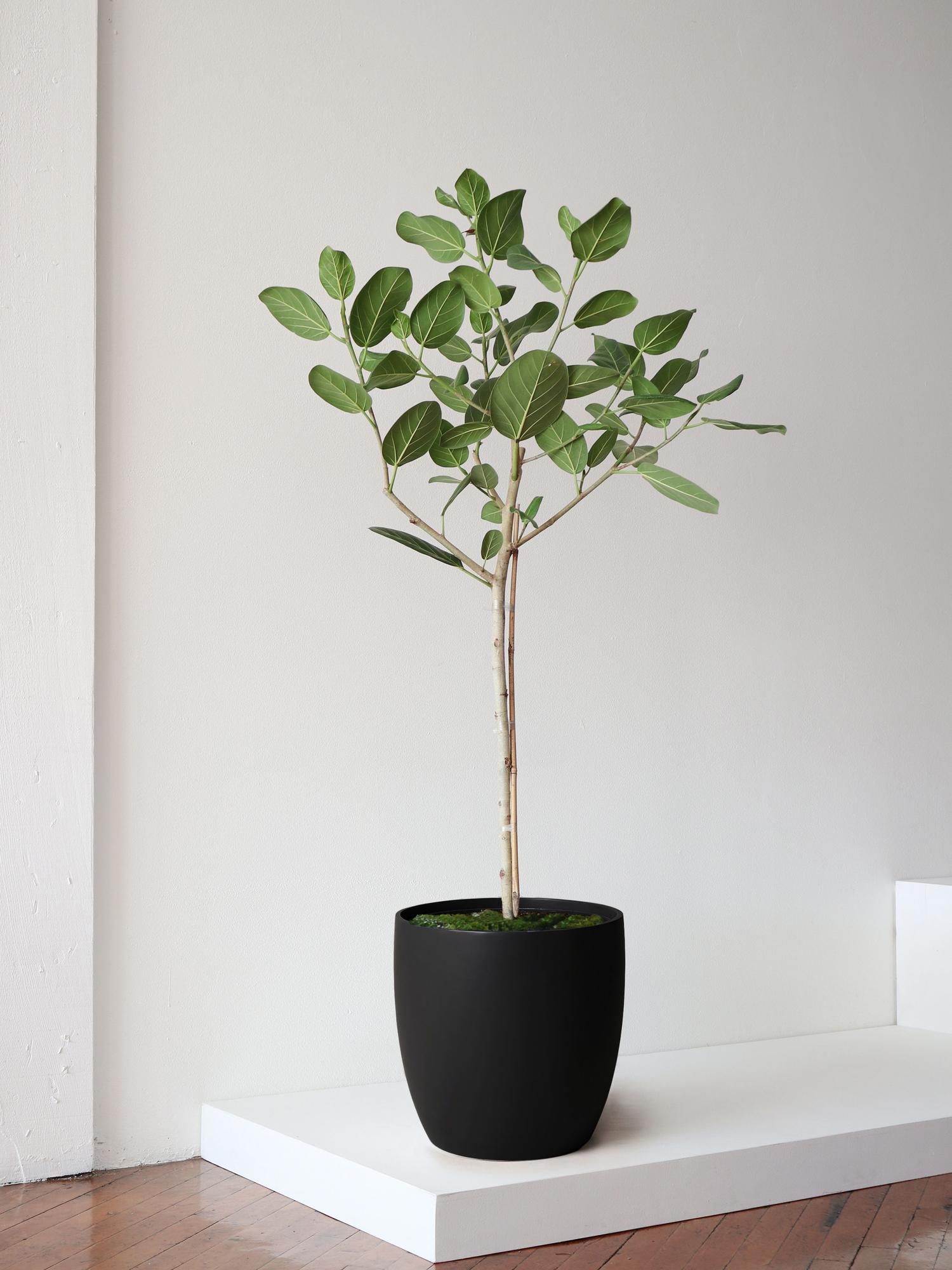 Ficus Audrey Tree - Black Mediterra Pot 