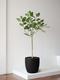 Ficus Audrey Tree