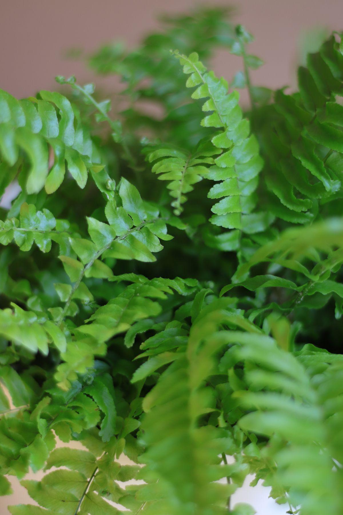 Boston Fern