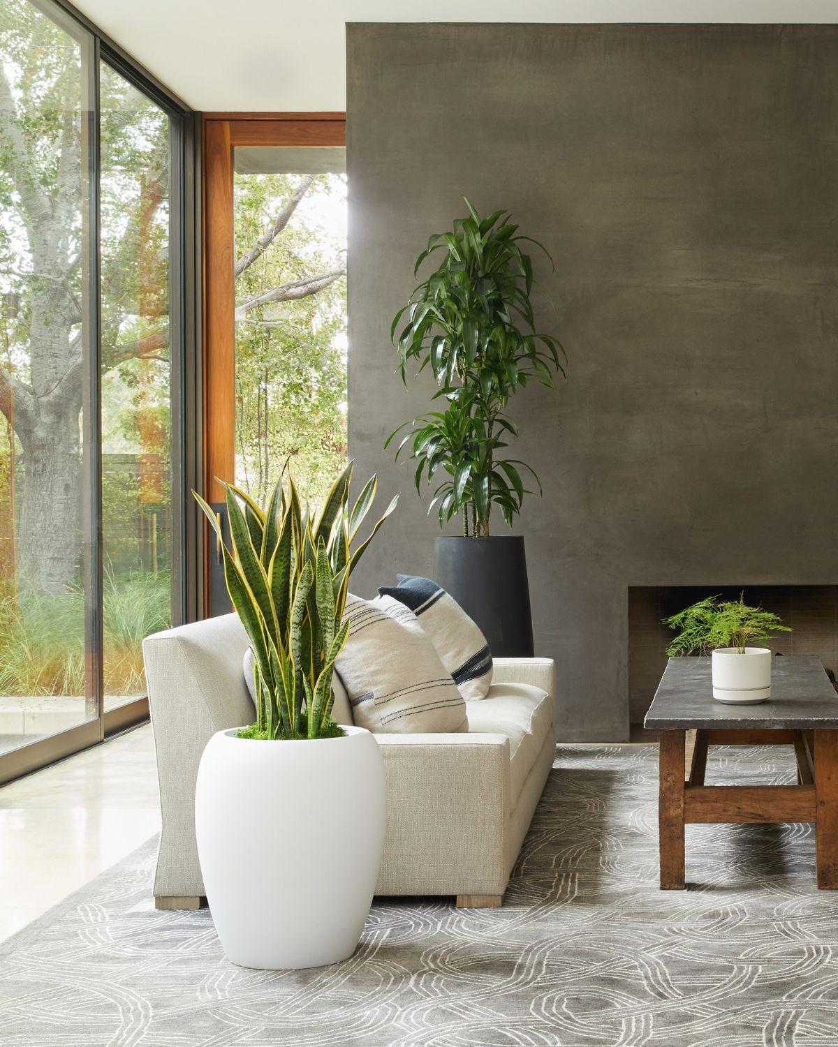 Dracaena Lisa