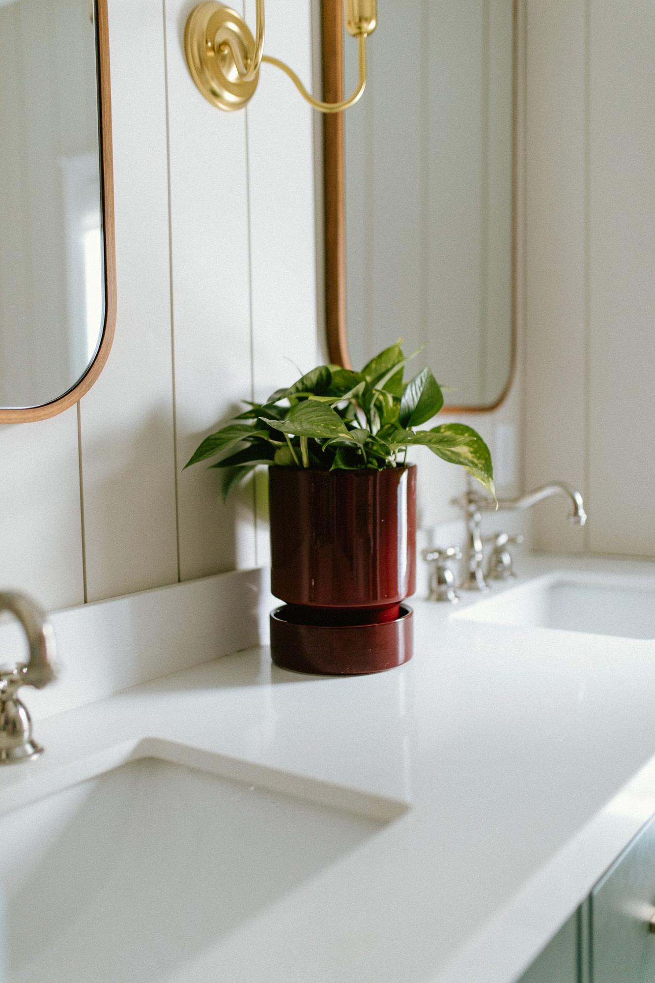 Cascading Pothos