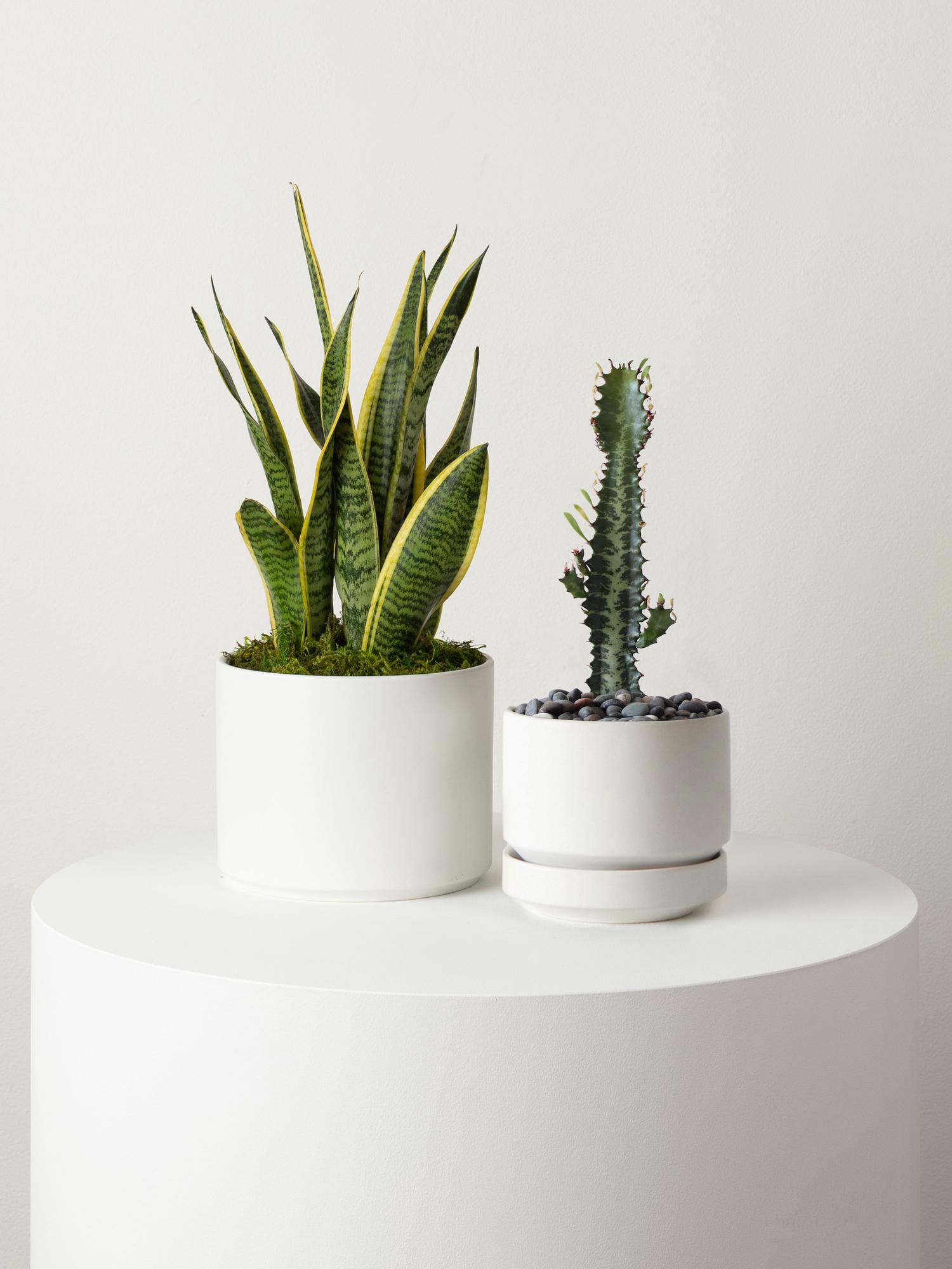 Euphorbia Trigona