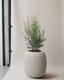 Olive Bush