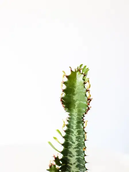 Euphorbia Trigona