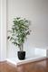 Fishtail Palm