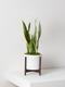 Snake Plant Laurentii