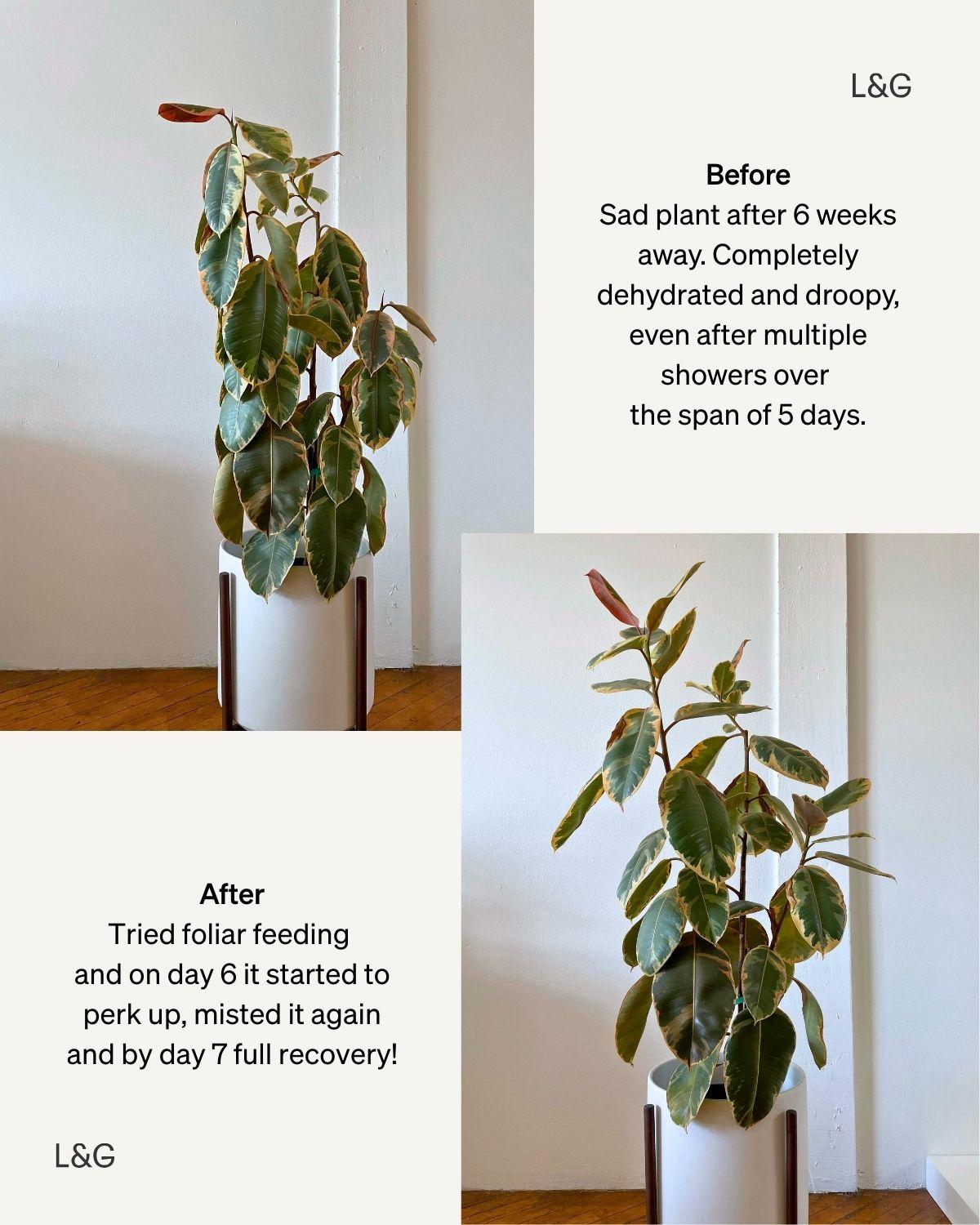 Natural Foliar Feed