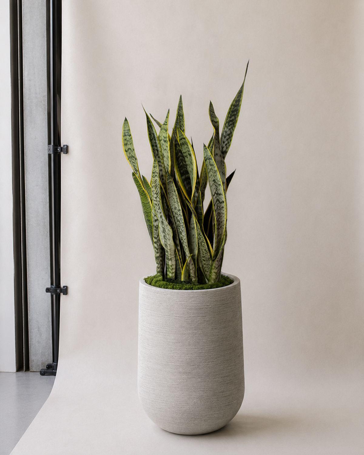 Snake Plant Laurentii - Dune Pilat Pot 