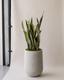 Snake Plant Laurentii