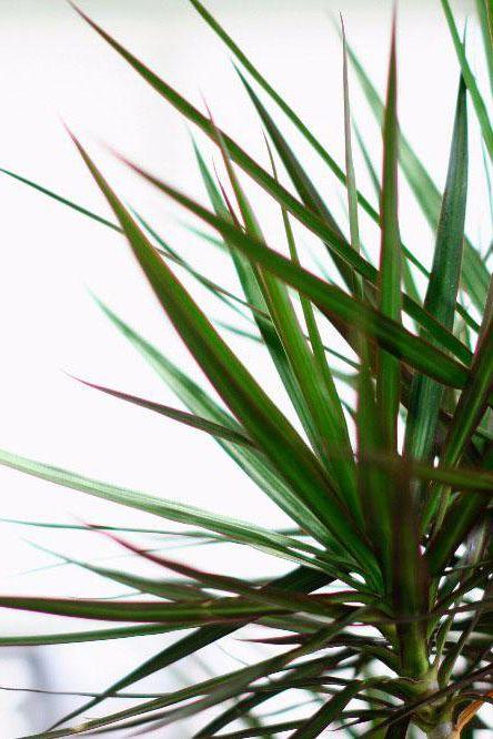 Dragon Tree