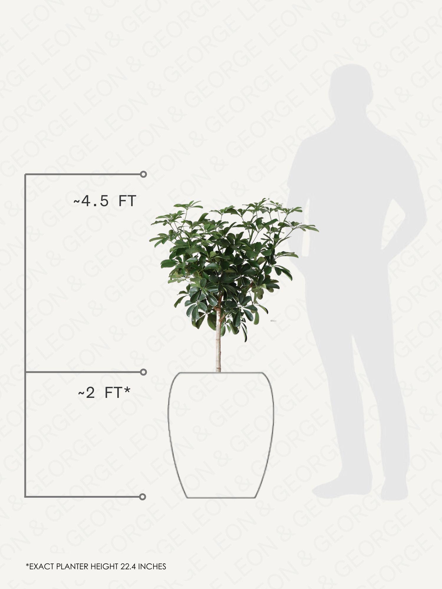 Schefflera Tree