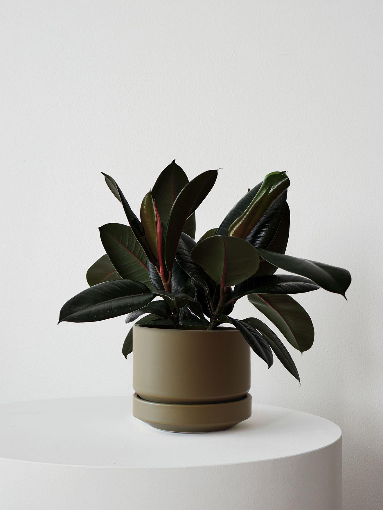 Rubber Plant - Olive Scandinavian Ceramic 