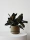 Rubber Plant