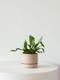 Staghorn Fern
