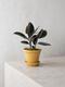 Rubber Plant