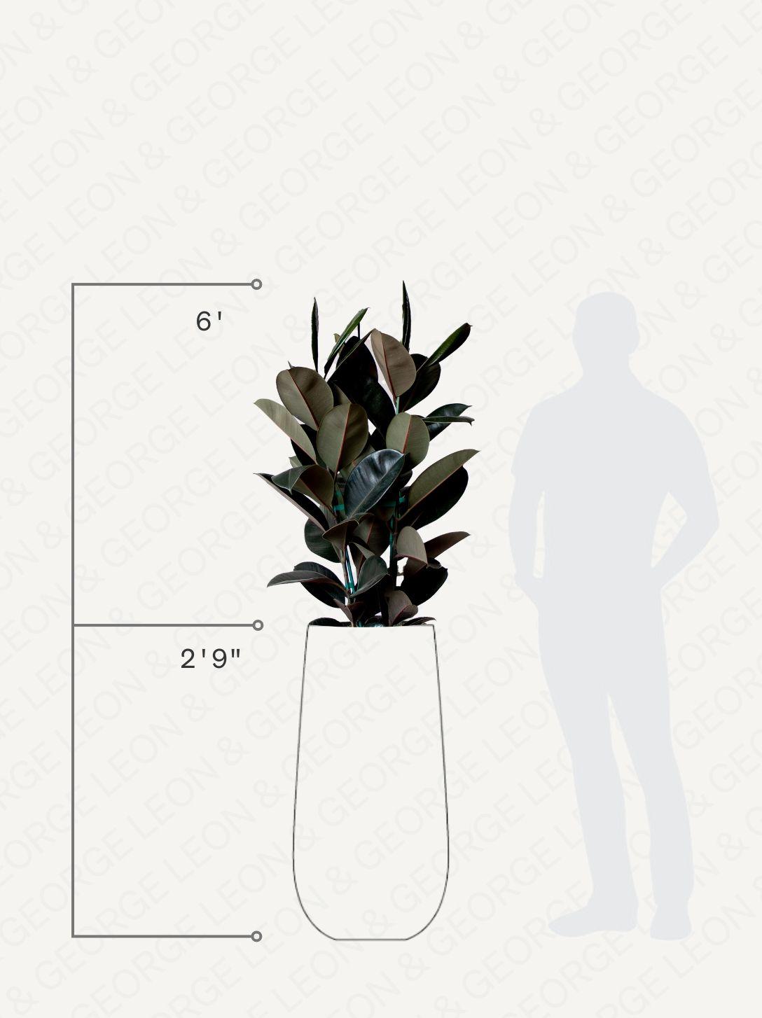 Rubber Tree