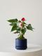 Anthurium - King of Hearts