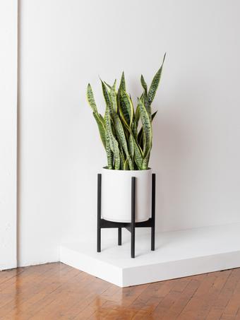 indoor plants picture
