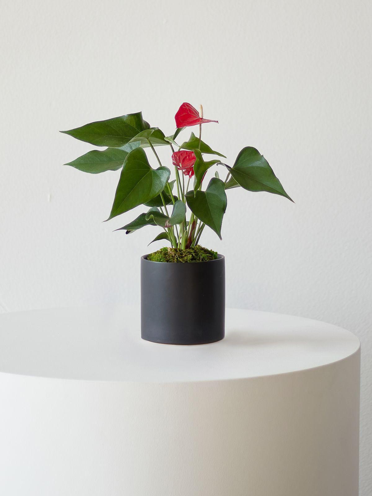 Mid-Century Cylinder - The Four