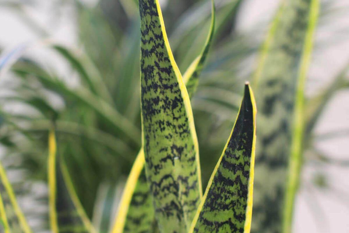 Snake Plant - Scandinavian
