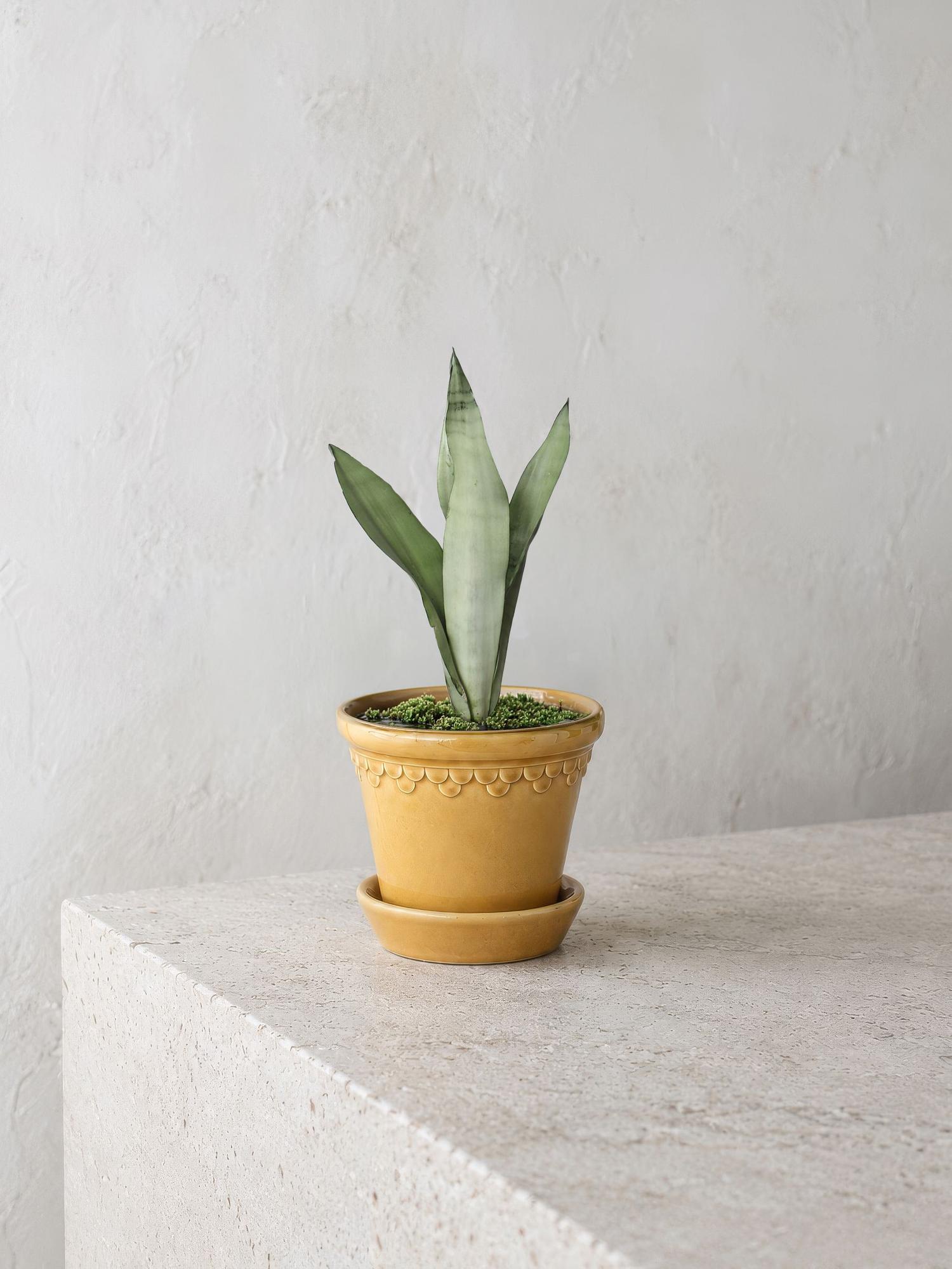 Moonshine Snake Plant