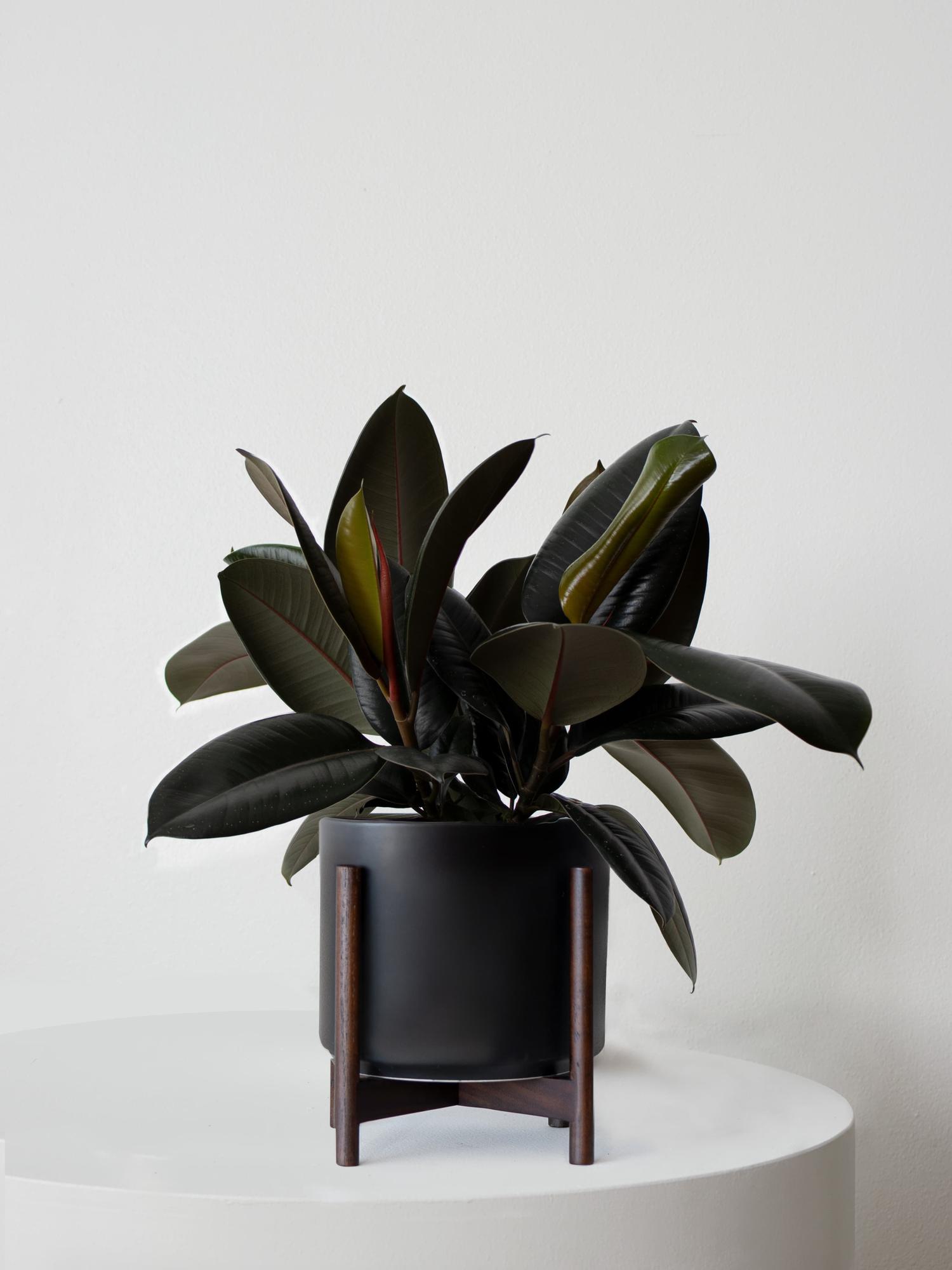 Rubber Plant - Black Mid-Century Ceramic & Dark Wood Stand 