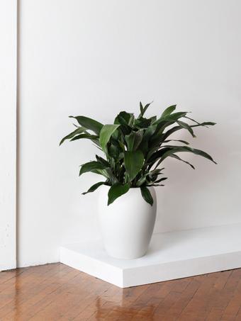 indoor plants picture