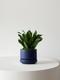 Dracaena Compacta
