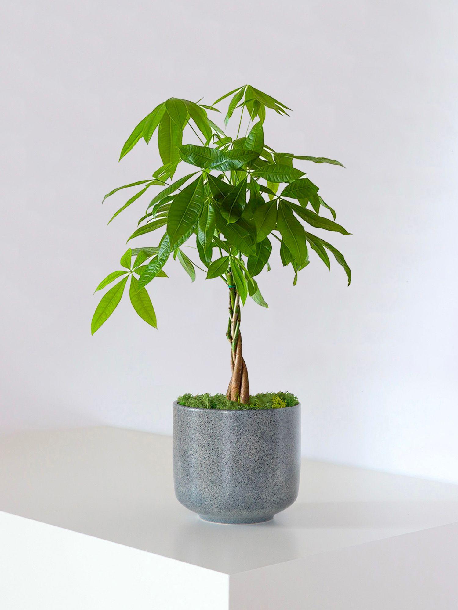 Pachira Aquatica