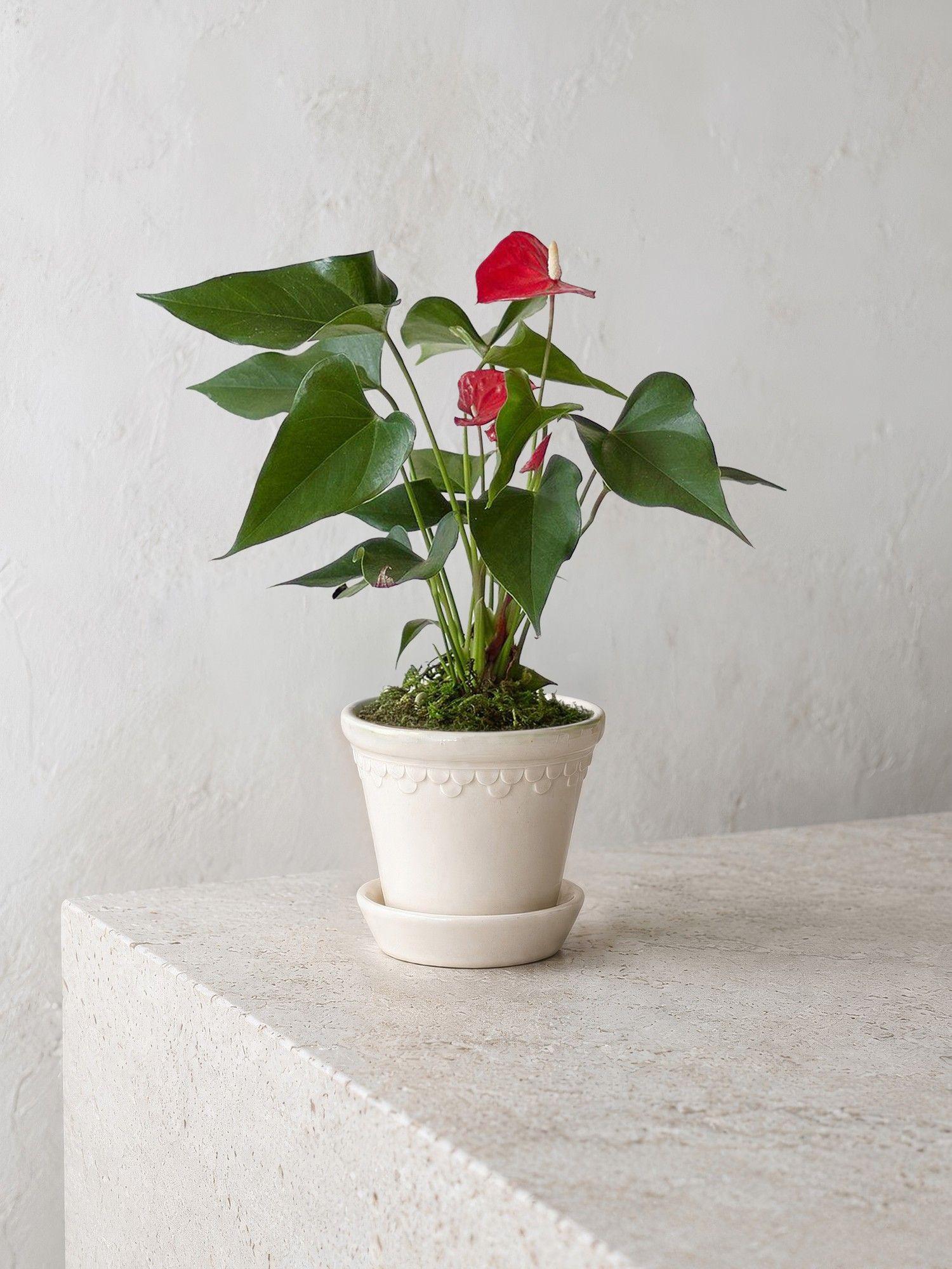 Anthurium - King of Hearts