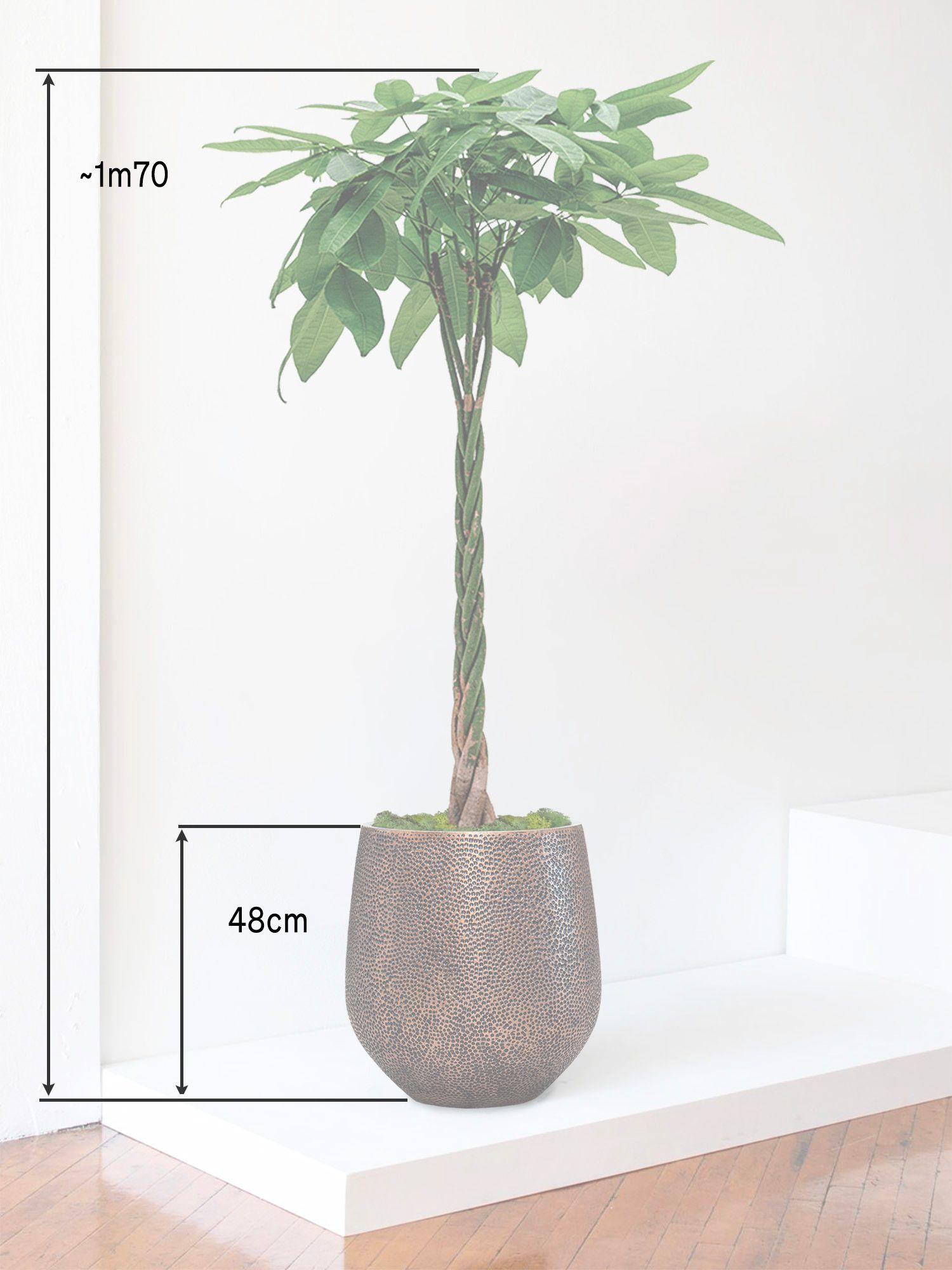 Pachira Aquatica