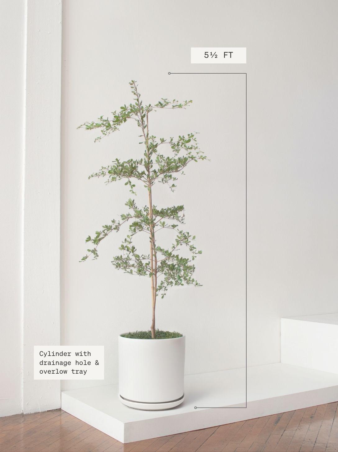 Black Olive Tree