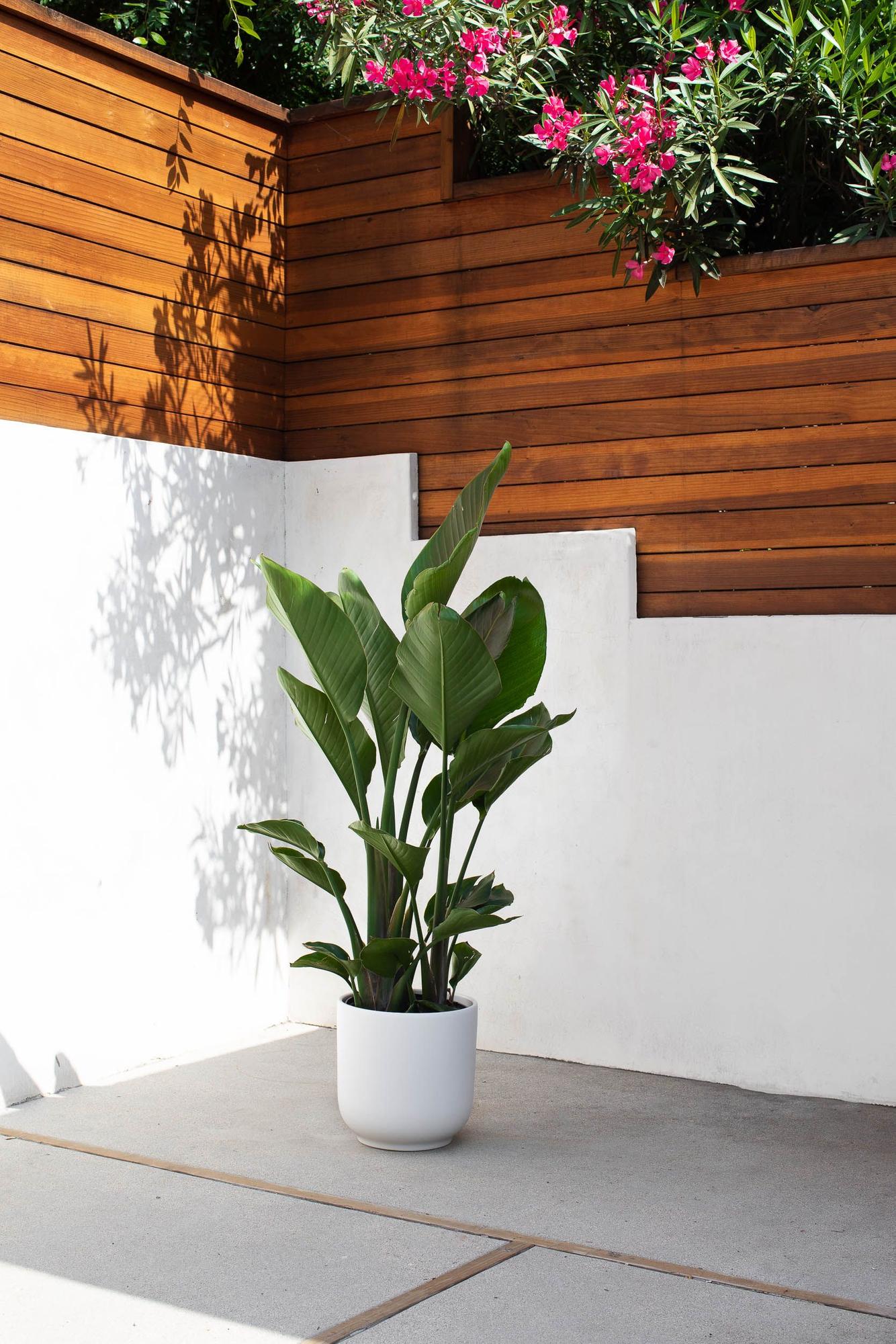 Bird of Paradise